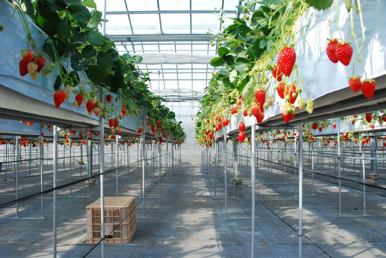 Fruit Park Fujiya Hotel Yamanashi  Bagian luar foto